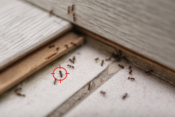 Best Best Pest Control Companies  in Calverton Park, MO